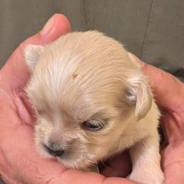 Jenny - Cream female Lhasa Apso puppy in Fort Worth, Texas from Cynthia's Lhasa Apsos