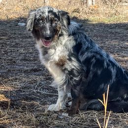 Mattie - Australian Shepherd