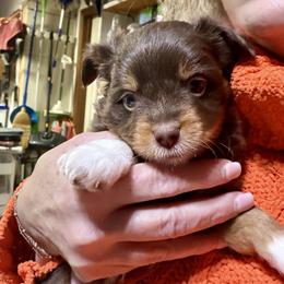 ASDR 2 Blue's Fire Starting Flint - Red tri male Toy Australian Shepherd puppy in Tremont, Tennessee from 2 Blue Toy Aussies
