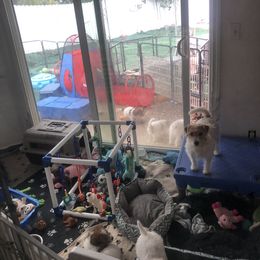 Russell Terrier Puppies from Awesome Pups