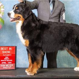 Serena - Bernese Mountain Dog