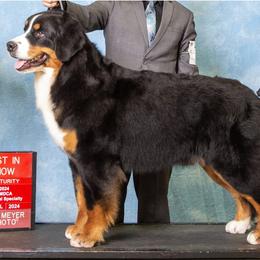 Serena - Bernese Mountain Dog