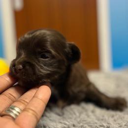 Bullseye - Liver male Yorkshire Terrier puppy in Dallas, Texas from JBzPawz