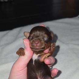 Ckc Chocolate Boy - Chocolate, tan and white male Yorkshire Terrier puppy in Lakeland, Florida from You Me & The Yorkies