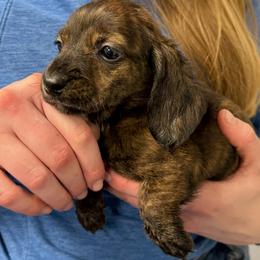 Brindle - Brindle male Dachshund puppy in Ft Dodge, Iowa from Secret Reality