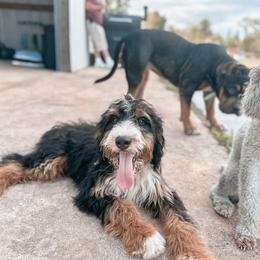 Bernedoodle, Sheepadoodle, and Whoodle Puppies from Wonderland’s Boujie Kennels
