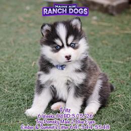 Fritz - Black and white male Pomsky puppy in Humeston, Iowa from M.A.R. Dogs