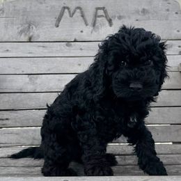 Josephine - Black Cockapoo puppy in Sheridan, Missouri from Shepherdsfold’s Cockapoos
