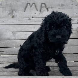 Josephine - Black Cockapoo puppy in Sheridan, Missouri from Shepherdsfold’s Cockapoos