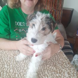 Wire Fox Terrier All Grown Up from Starwyre