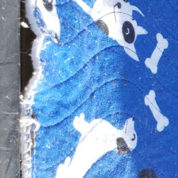 Poodles from Adams Family Companions