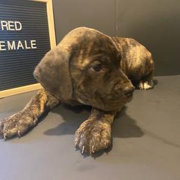 Red collar - Chestnut brindle female Cane Corso puppy in Atlanta, Georgia from Cane Corso’s of Atlanta