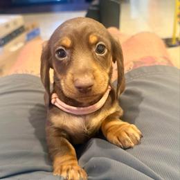 DOVE (light pink) - Chocolate and tan female Dachshund puppy in Vero Beach, Florida from Joseph’s Dachshunds