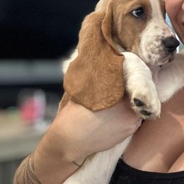Basset Hound Puppies from Breeze Basset Hounds