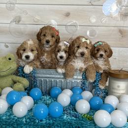 Goldendoodle and Poodle Puppies from Krispydoodle