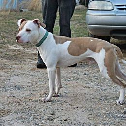 American Pit Bull Terriers from Steel Ridge APBTs