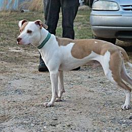 American Pit Bull Terriers from Steel Ridge APBTs