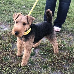 Darius - Welsh Terrier