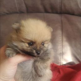 Pomeranian Puppies from Fancy Paws Pomeranian