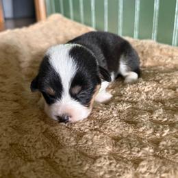 Lime Green Collar - Black and tan female Pembroke Welsh Corgi puppy in Derby, Iowa from Newton Hay & Cattle