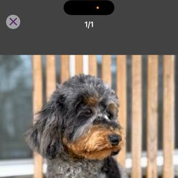 Jagger - Merle male Goldendoodle puppy in Homer, Georgia from Creekside Kennels