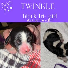 English Springer Spaniel Puppies from Stormin Pine and Prairie Springers