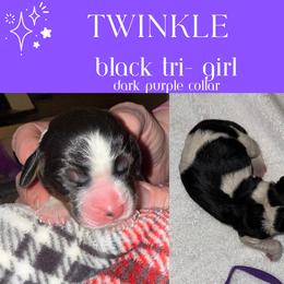 English Springer Spaniel Puppies from Stormin Pine and Prairie Springers