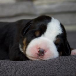 Darcy - Black, white and red female Greater Swiss Mountain Dog puppy in Gassaway, West Virginia from Rolling Hills Ranch and Kennels LLC