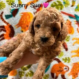 Sunny Sue - Apricot female Poodle puppy in Greensburg, Kentucky from Doodle Me Crazy