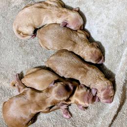Chilli - Red female Cockapoo puppy in Sparta, Missouri from Sis' Doodles & Poodles
