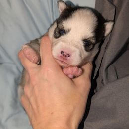 Pup 1  Male - Black and white male Pomsky puppy in Hurleyville, New York from My Crazy Pomskys