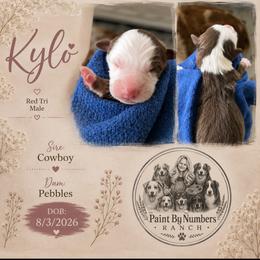 Kylo - Red tri-color male Australian Shepherd puppy in Magee, Mississippi from Paint ByNumbers Ranch