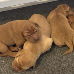 Male 3 - Yellow male Labrador Retriever puppy in Wardensville, West Virginia from Sager’s Labrador Puppies