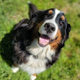 Apple - Bernese Mountain Dog