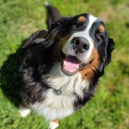Apple - Bernese Mountain Dog