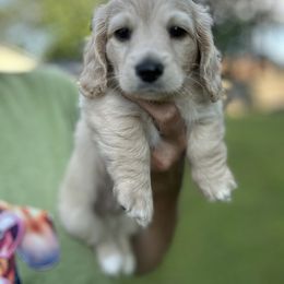 Ali - Cream male Dachshund puppy in Sheridan, Arkansas from Farmhouse Dachshunds