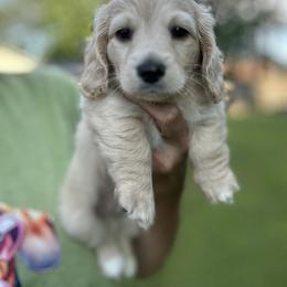 Ali - Cream male Dachshund puppy in Sheridan, Arkansas from Farmhouse Dachshunds