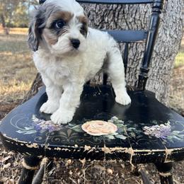 Cavapoo, Cockapoo, Goldendoodle, and Poodle Puppies from Lipscomb Doodles