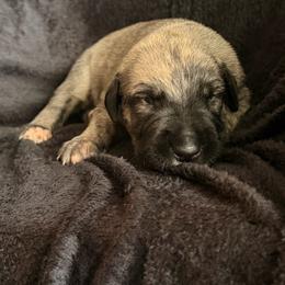 Fate - Brindle female Irish Wolfhound puppy in Uintah County, Utah from Bingo's Wolfhounds, Lollipop Pomskies