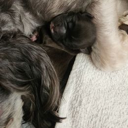 Mamas' Boy - Liver and white male Shih Tzu puppy in Chapel Hill, North Carolina from A Handful of Love Breeders.LLC