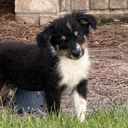 Drake - Black tri male Toy Australian Shepherd puppy in Ambrose, Georgia from Brandilyn's Aussies