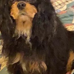 Peaches - Cavalier King Charles Spaniel
