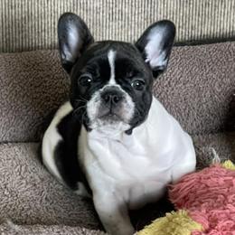 Bulldogs, French Bulldogs, and Pembroke Welsh Corgis from DiNels Pembroke welsh corgis