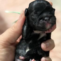 Boy 1 - mint collar - Black male Shih Tzu puppy in Berkeley Springs, West Virginia from Sandridge Shih Tzus