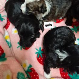 Girl 3 - Black female Havanese puppy in Manchester, Texas from Mimi's Havanese