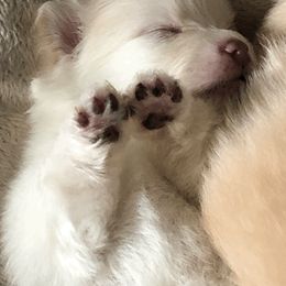 Pomeranian Puppies from Yates Pomeranians