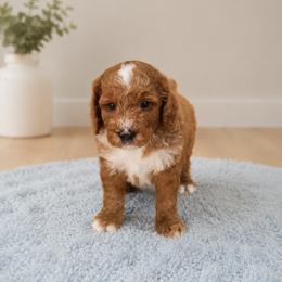 Wrangler - Red  male Goldendoodle puppy in Floyd, Virginia from Hearts and Paws Poodles and Doodles