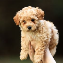 Poodle Puppies from Emerald Mini Poodles