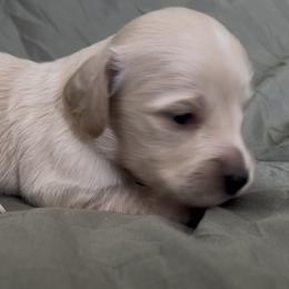 Yeti - Cream male Dachshund puppy in Sheridan, Arkansas from Farmhouse Dachshunds