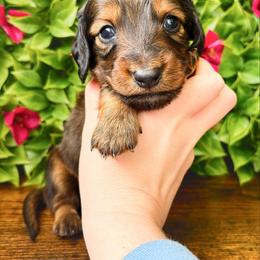 Zion 3200 - Red male Dachshund puppy in Sylvania, Alabama from Yancey’s Doxies